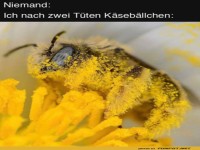 Ich nach zwei T�ten K�seb�llchen