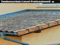 Tauben-Hausverbot deluxe: Stachlige Abwehr!