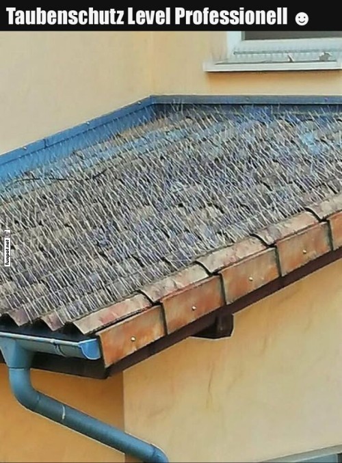 Tauben-Hausverbot-deluxe:-Stachlige-Abwehr!.jpg auf www.funpot.net