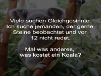 Koala sucht Leisetreter f�r Morgens