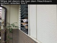 Katzendetektive im Einsatz!