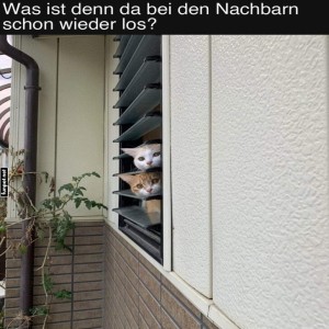 fun-Bild: Katzendetektive im Einsatz!