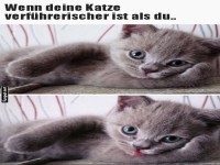Katzencharme, dem niemand widerstehen kann!