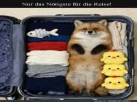 Reisekoffer mit flauschigem Geheimnis!