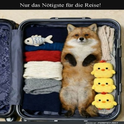 Reisekoffer-mit-flauschigem-Geheimnis!.jpg von Ida-1969