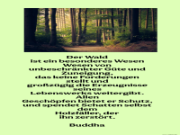 der wald ist ein besonderes wesen
