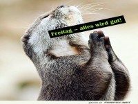 Ein Otter im Freitagsgebet