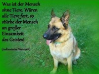 Ohne tiere