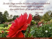 zu viele Dinge