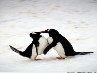 Pinguine