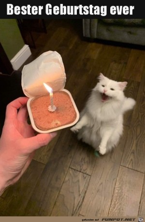 Super-Katzen-Geburtstag.jpg auf www.funpot.net