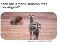 Verwirrtes Zebra schaut zu L�wen