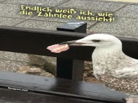 M�we findet Zahnprothese