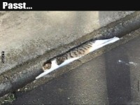 Kreative Katzenplatzwahl