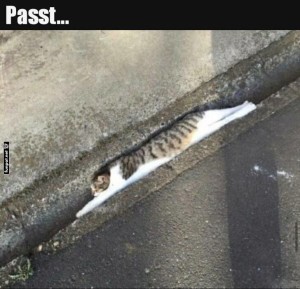 fun-Bild: Kreative Katzenplatzwahl