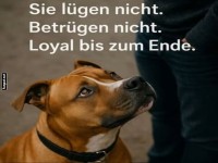 Die Loyalitt von Hunden: Ehrlichkeit und Treue