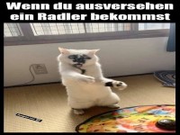 Katzendisco: Radler-Edition!