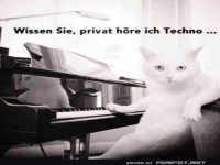 Piano-Katze und ihr Techno-Geheimnis