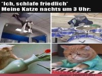 Katzenkonzert um 3 Uhr morgens!