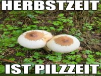 Pilzparty im Herbstwald