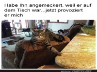 Die Katzen-Rebellion beginnt!