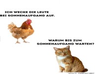 Frühaufsteher-Duell: Hahn vs. Katze