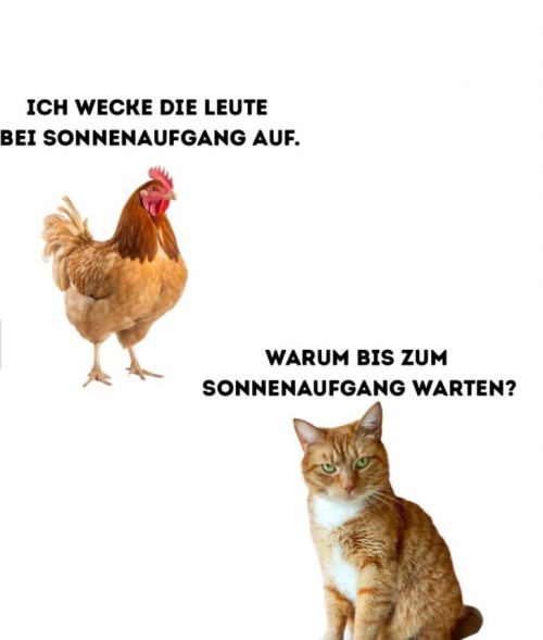 Fr�haufsteher-Duell:-Hahn-vs.-Katze.jpg auf www.funpot.net