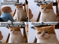 Katz und Kind: Der ewige Mitbewohner