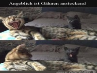 G�hnen steckt an