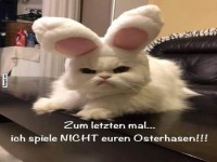 Kater mit Hasenkostüm wehrt sich