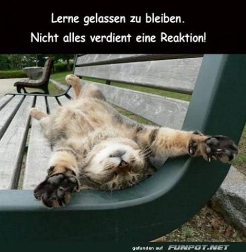 Katzen-Yoga:-Die-Kunst-des-Nichtstuns.jpg auf www.funpot.net
