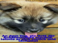 als Gott die Schferhunde erschuf......