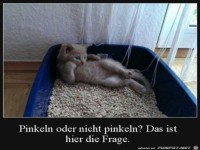 Katze �berlegt noch