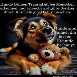herz-Bild: Hunde erkennen Traurigkeit bei Menschen