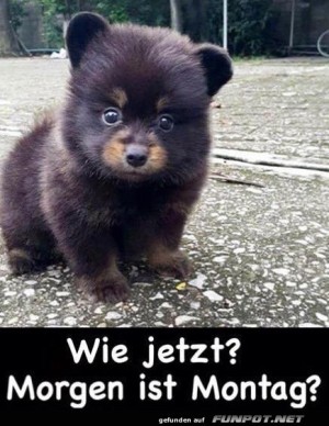 Wie-jetzt.jpg auf www.funpot.net