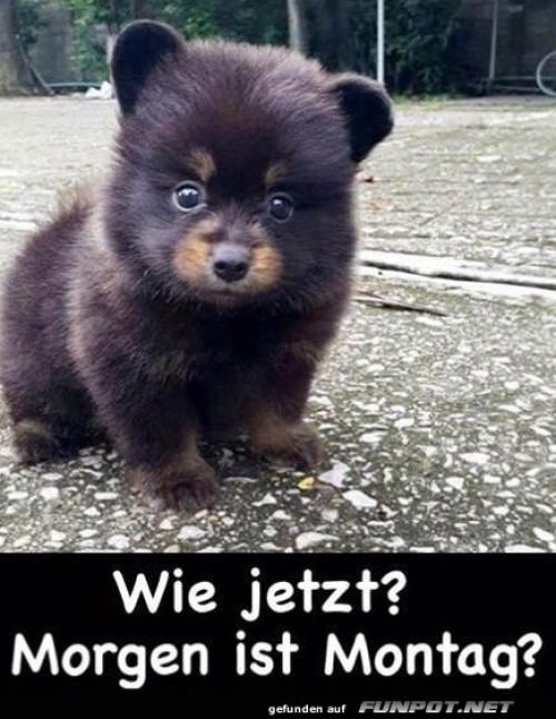 Wie-jetzt.jpg auf www.funpot.net