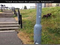 Verhedderter Hund im Freilaufabenteuer