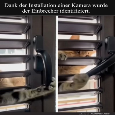 Katzen-Coup:-Der-flauschige-Einbrecher!.jpg von Leif