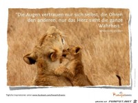 Die Augen vertrauen nur sich selbst...