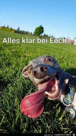 alles-klar-bei-euch?......jpg auf www.funpot.net