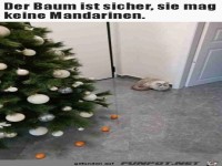 Der Baum ist katzensicher