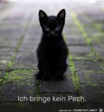 Schwarze-Katze.jpg auf www.funpot.net
