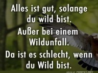 Ein humorvoller Spruch über Wildunfälle