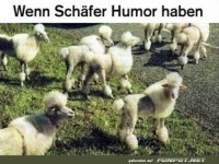 Lammfrisur: Der neueste Trend auf der Weide!