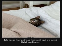 Katzenarbeit: Kuscheln im Dienst