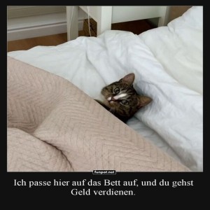 fun-Bild: Katzenarbeit: Kuscheln im Dienst