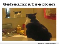 Katzenkrise: Ungebetenes Spiegelbild!
