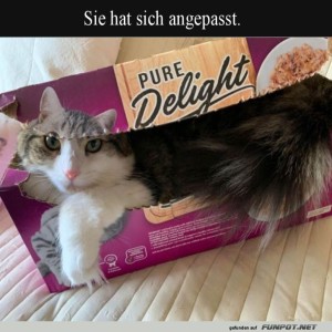 Katzenkarton:-Perfekte-Passform-f�r-Samtpfoten!.jpg von Sophie48