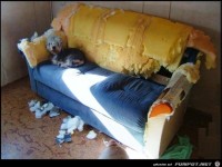 die freude mit einem hund