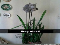 Ich bin eine Pflanze